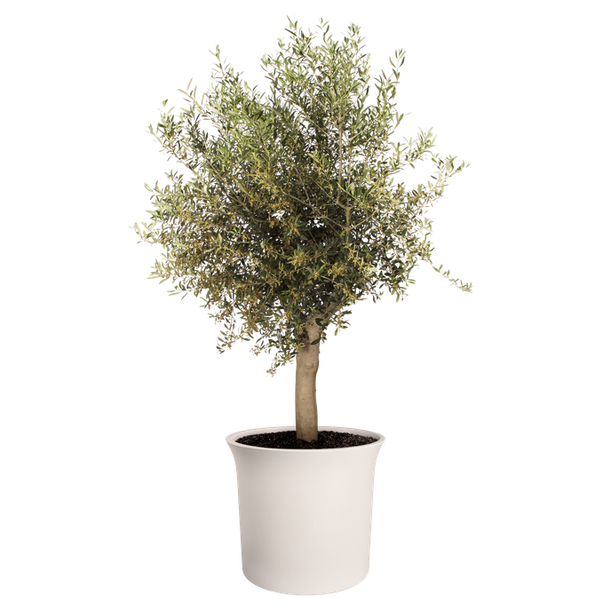 june tulip 47cm linnen wit